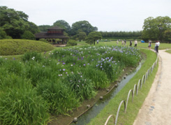 岡山と言えば後楽園、季節柄菖蒲とハスの花が綺麗です